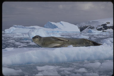 Image of Leopard Seal