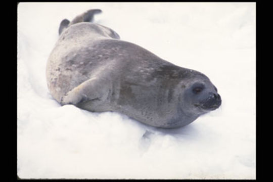 Image of Weddell Seal