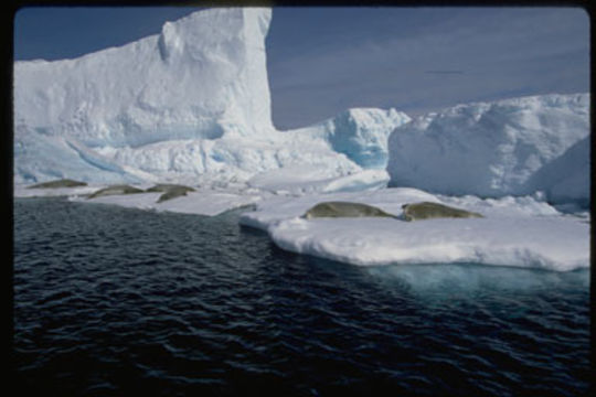 Image of Crabeater Seal