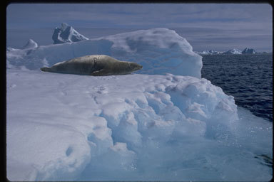 Image of Crabeater Seal