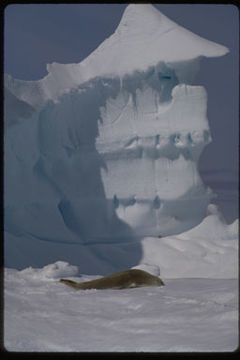 Image of Crabeater Seal