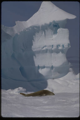 Image of Crabeater Seal