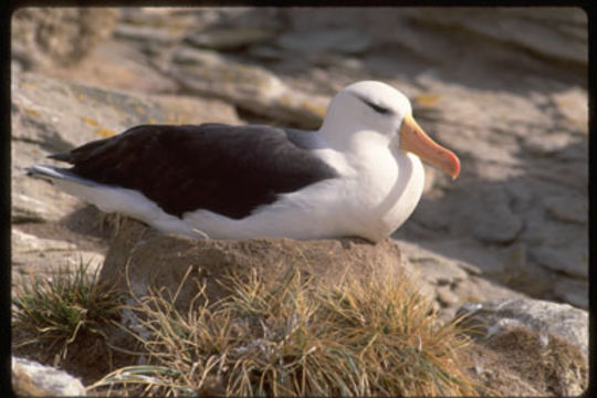 Image of Black-browed Albatross