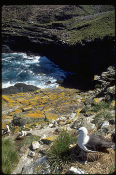 Image of Black-browed Albatross