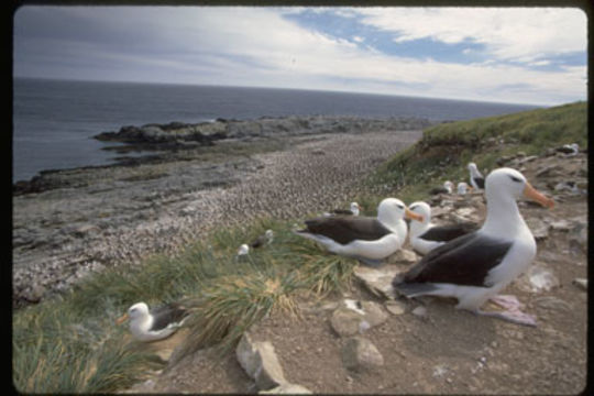 Image of Black-browed Albatross