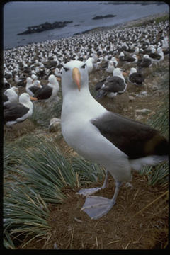 Image of Black-browed Albatross