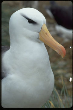 Image of Black-browed Albatross