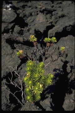 Image of <i>Darwiniothamnus tenuifolius</i>