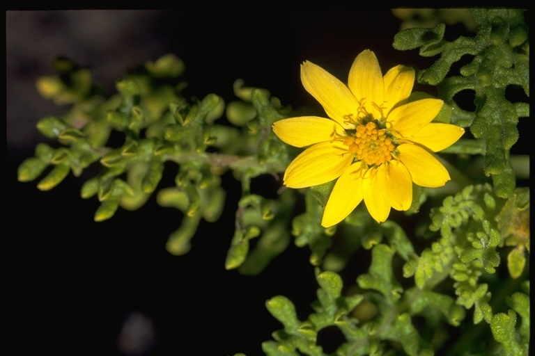 Image of Floreana daisy