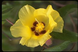 Imagem de Gossypium darwinii Watt