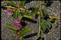 Ipomoea pes-caprae (L.) R. Brown resmi