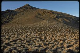 Image of Gray matplant