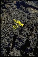 Image of Palo Santo