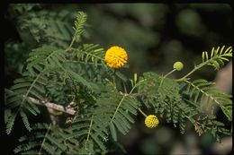 Image of Egyptian Thorn