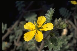 Image of Jamaican feverplant