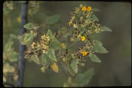 Image of Waltheria ovata Cav.