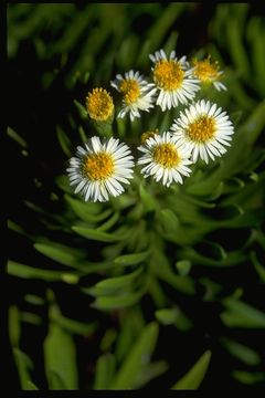 Image of <i>Darwiniothamnus tenuifolius</i>