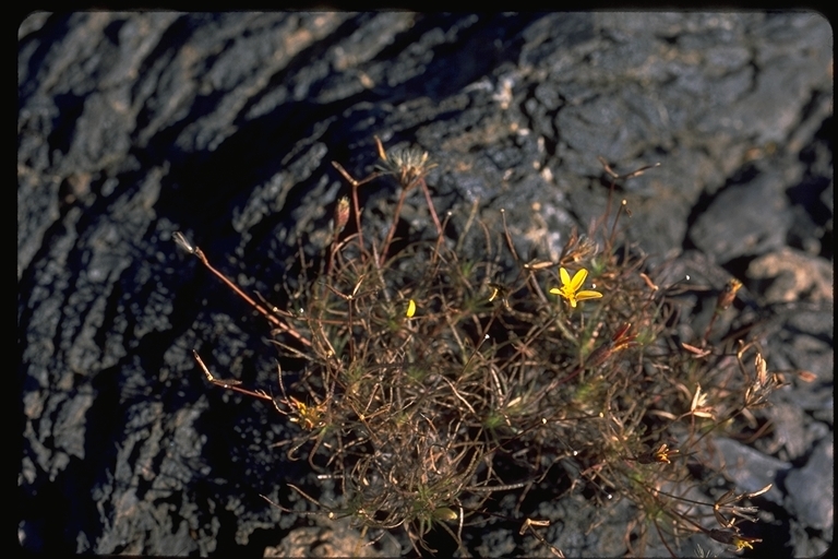 Image of Pectis tenuifolia (DC.) Sch. Bip.