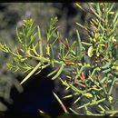 Image of Scutia spicata (Humboldt & Bonpland ex Roem. & Schult.) Weberbauer