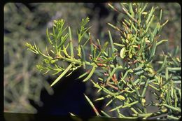 Plancia ëd Scutia spicata (Humboldt & Bonpland ex Roem. & Schult.) Weberbauer