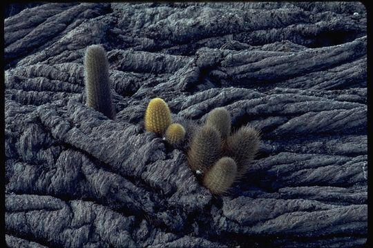 Image of Lava Cactus