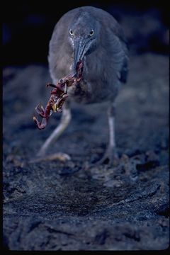 Image de Héron des Galapagos