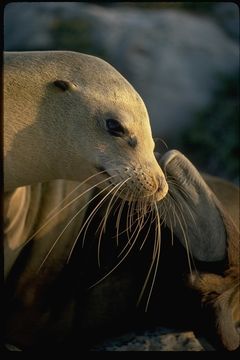 Image of Galapagos Sea Lion