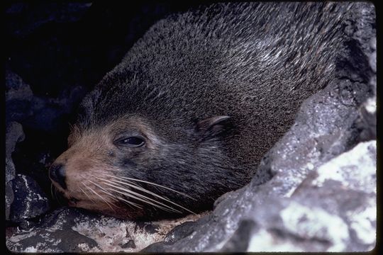 Image de Arctocéphale des Galapagos