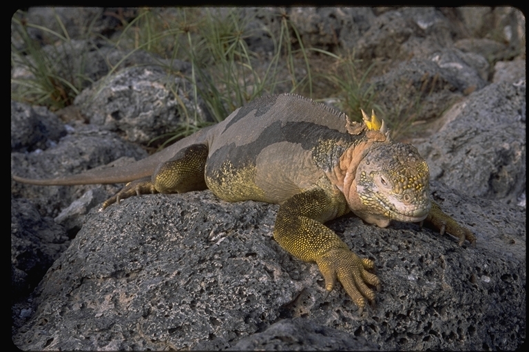 Image of Galapagos Land Iguana