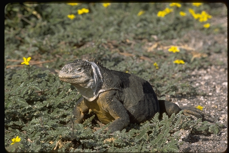 Image of Galapagos Land Iguana