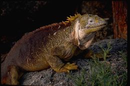 Image of Galapagos Land Iguana