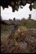 Image of Galapagos Land Iguana