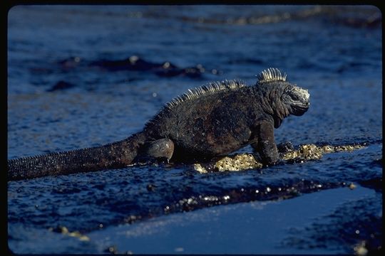 Слика од Amblyrhynchus cristatus mertensi Eibl-eibesfeldt 1962