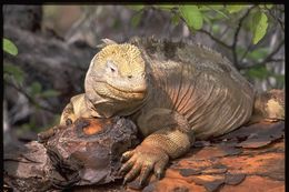 Image de Iguane terrestre de l'île Santa Fe