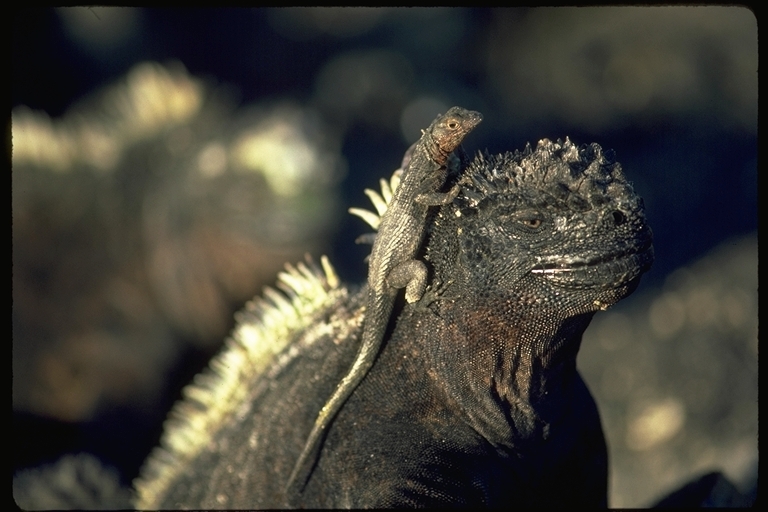 Plancia ëd Microlophus albemarlensis (Baur 1890)