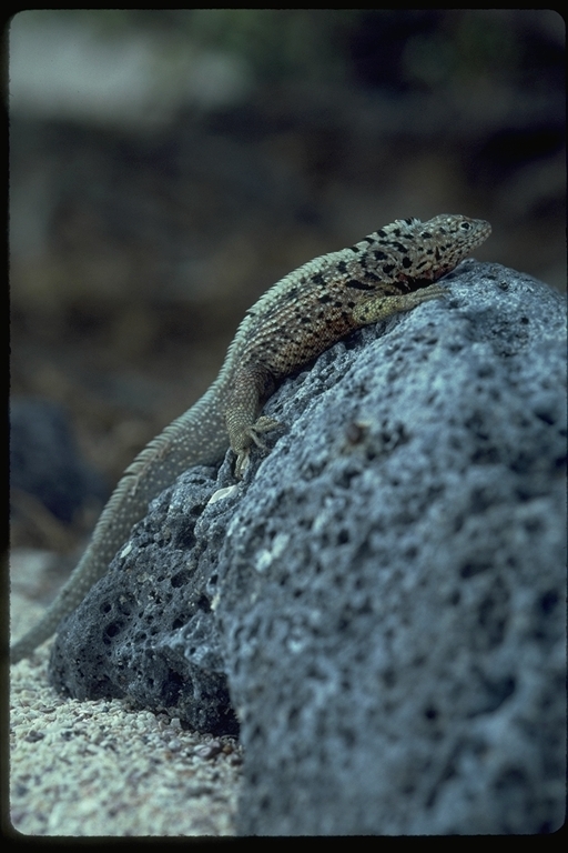 Plancia ëd Microlophus albemarlensis (Baur 1890)