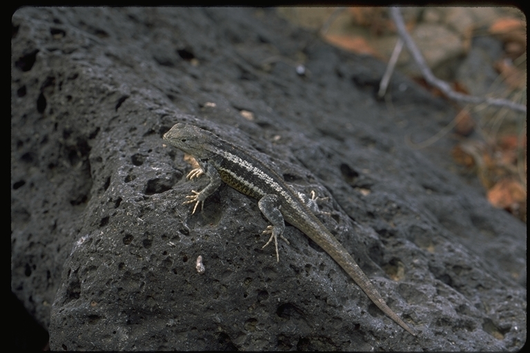 Plancia ëd Microlophus bivittatus (Peters 1871)