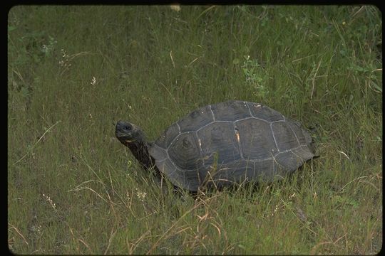 Image of Chatham Island Giant Tortoise