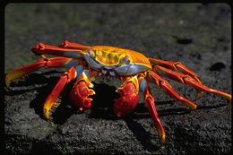 Image of Sally lightfoot crab