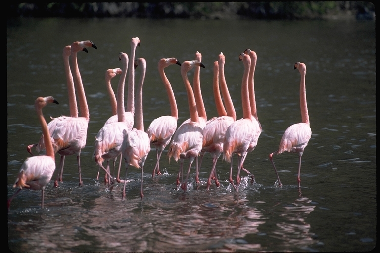 Imagem de Phoenicopterus ruber Linnaeus 1758