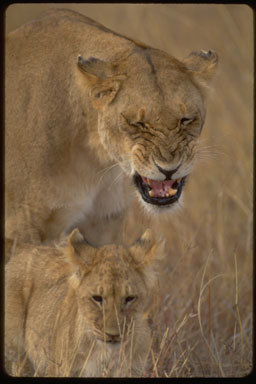 Image of African Lion