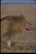 Image of African Lion