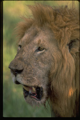 Image of African Lion