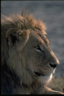 Image of African Lion