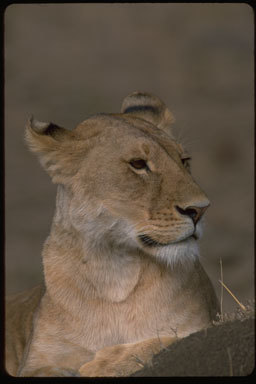 Image of African Lion