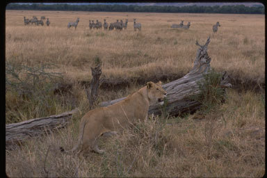 Image of African Lion