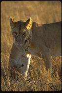 Image of African Lion