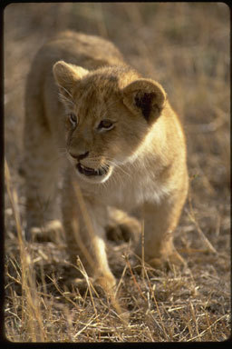 Image of African Lion