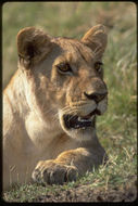 Image of African Lion