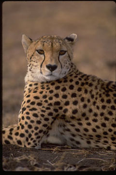 Image of cheetah